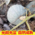 【推荐】陕西银栗南瓜货源充足对接加工厂欢迎致电咨询