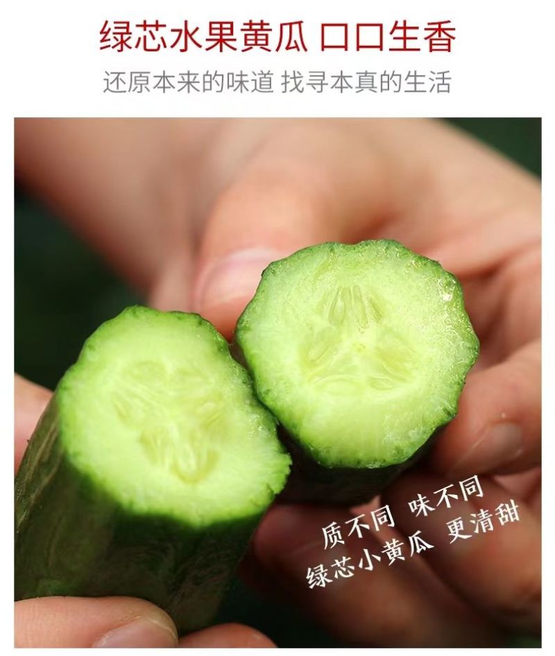 黄瓜新鲜水果黄瓜生吃无刺小黄瓜基地直发