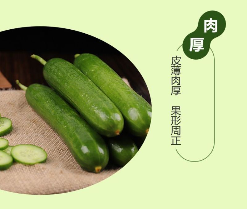 黄瓜新鲜水果黄瓜生吃无刺小黄瓜基地直发