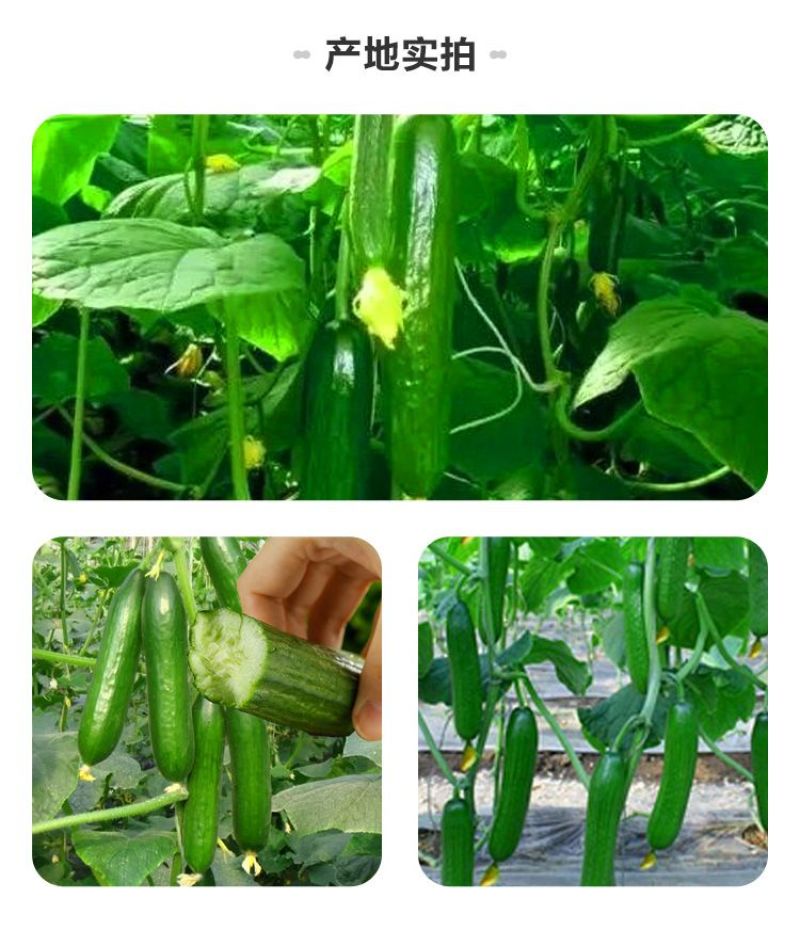 黄瓜新鲜水果黄瓜生吃无刺小黄瓜基地直发
