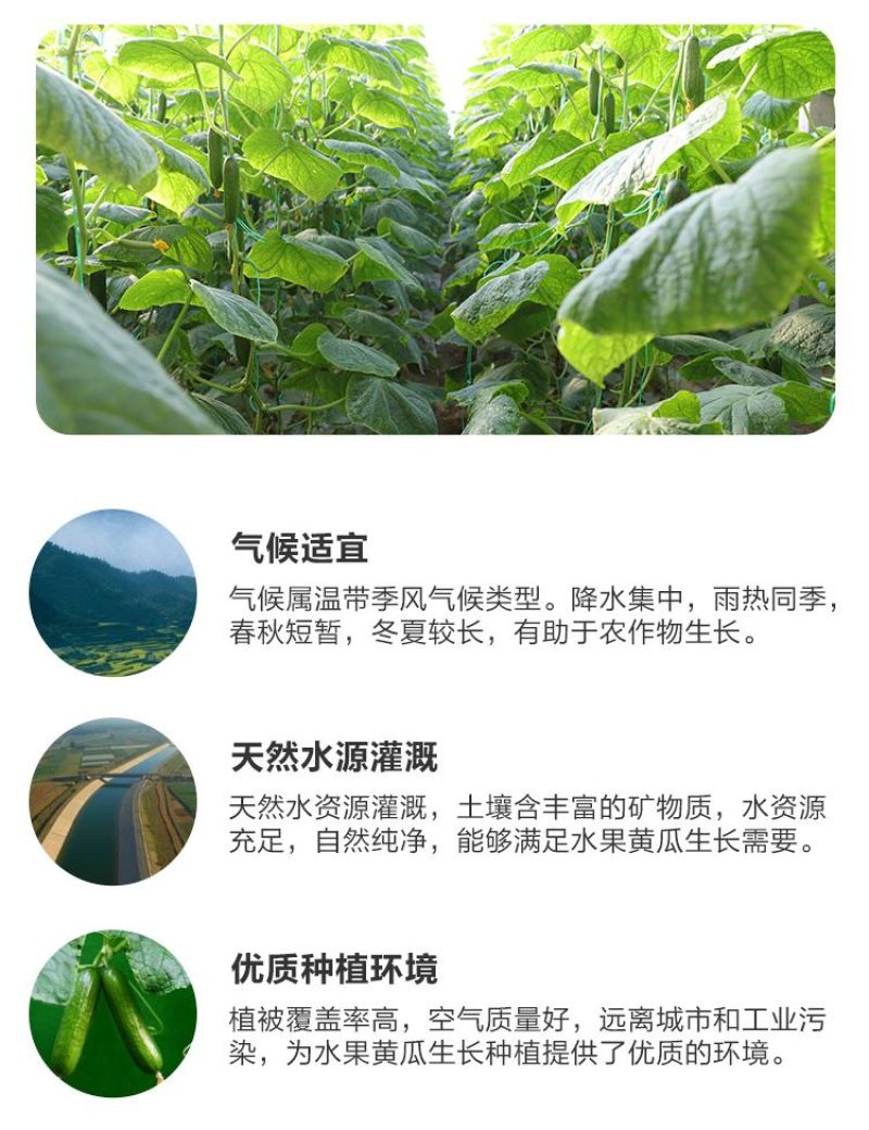 黄瓜新鲜水果黄瓜生吃无刺小黄瓜基地直发