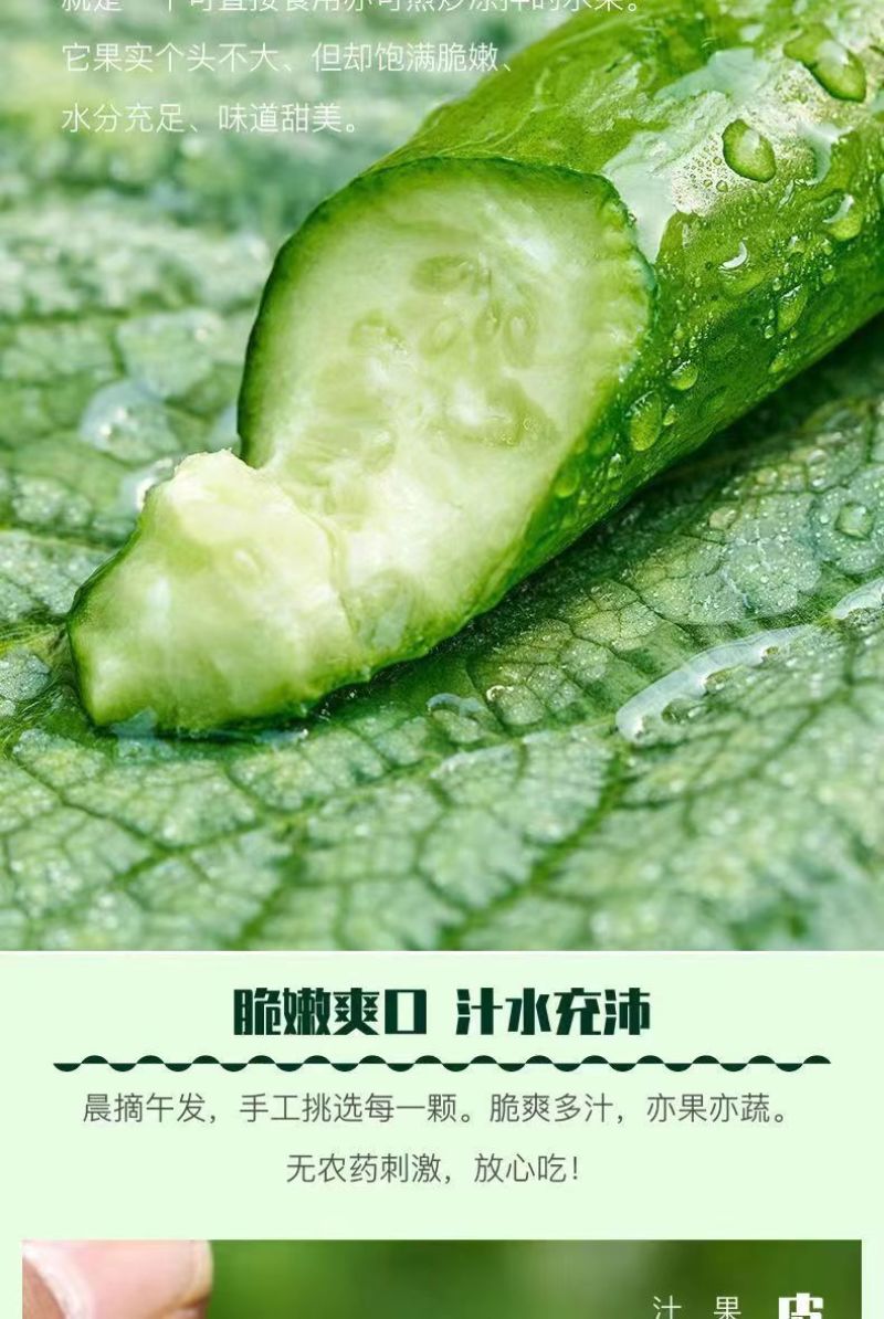 黄瓜新鲜水果黄瓜生吃无刺小黄瓜基地直发