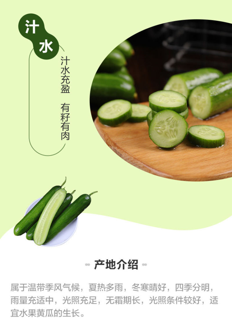黄瓜新鲜水果黄瓜生吃无刺小黄瓜基地直发