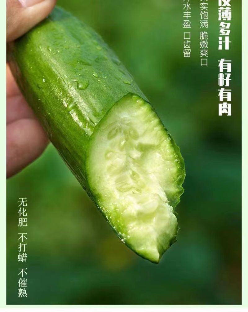 黄瓜新鲜水果黄瓜生吃无刺小黄瓜基地直发