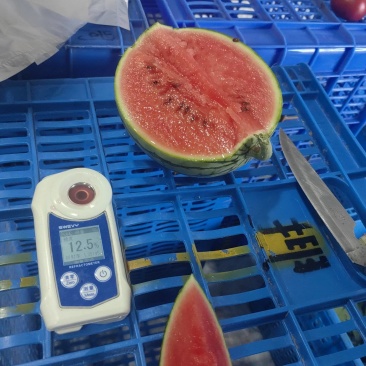 银霆生鲜之苏牧六号小糖丸手拨西瓜(无土栽培)