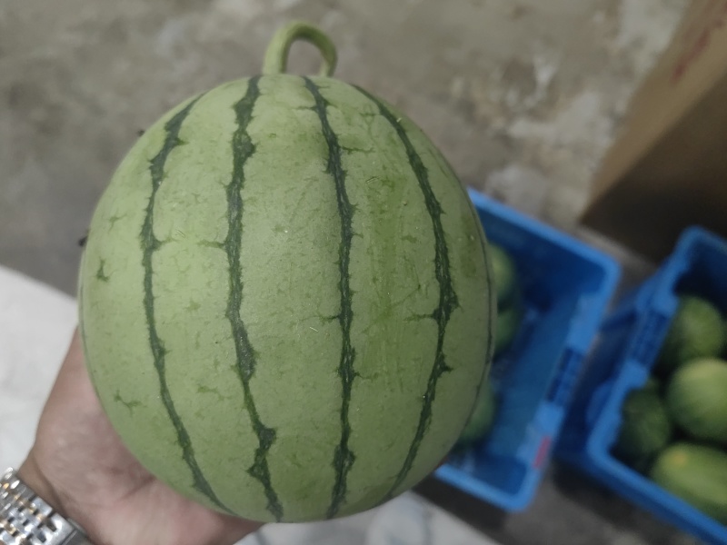 银霆生鲜之苏牧六号小糖丸手拨西瓜(无土栽培)