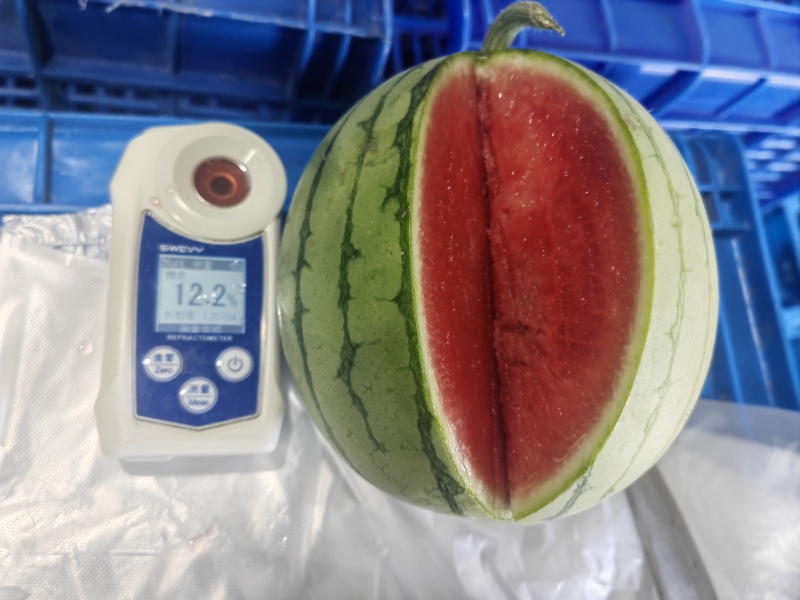 银霆生鲜之苏牧六号小糖丸手拨西瓜(无土栽培)