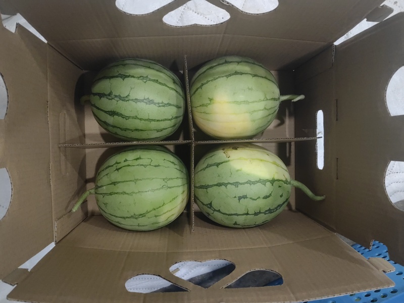 银霆生鲜之苏牧六号小糖丸手拨西瓜(无土栽培)