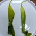 去根免泡洗霞浦鲜嫩速冻海带苗无泥无沙鲜嫩爽口夏天凉拌菜