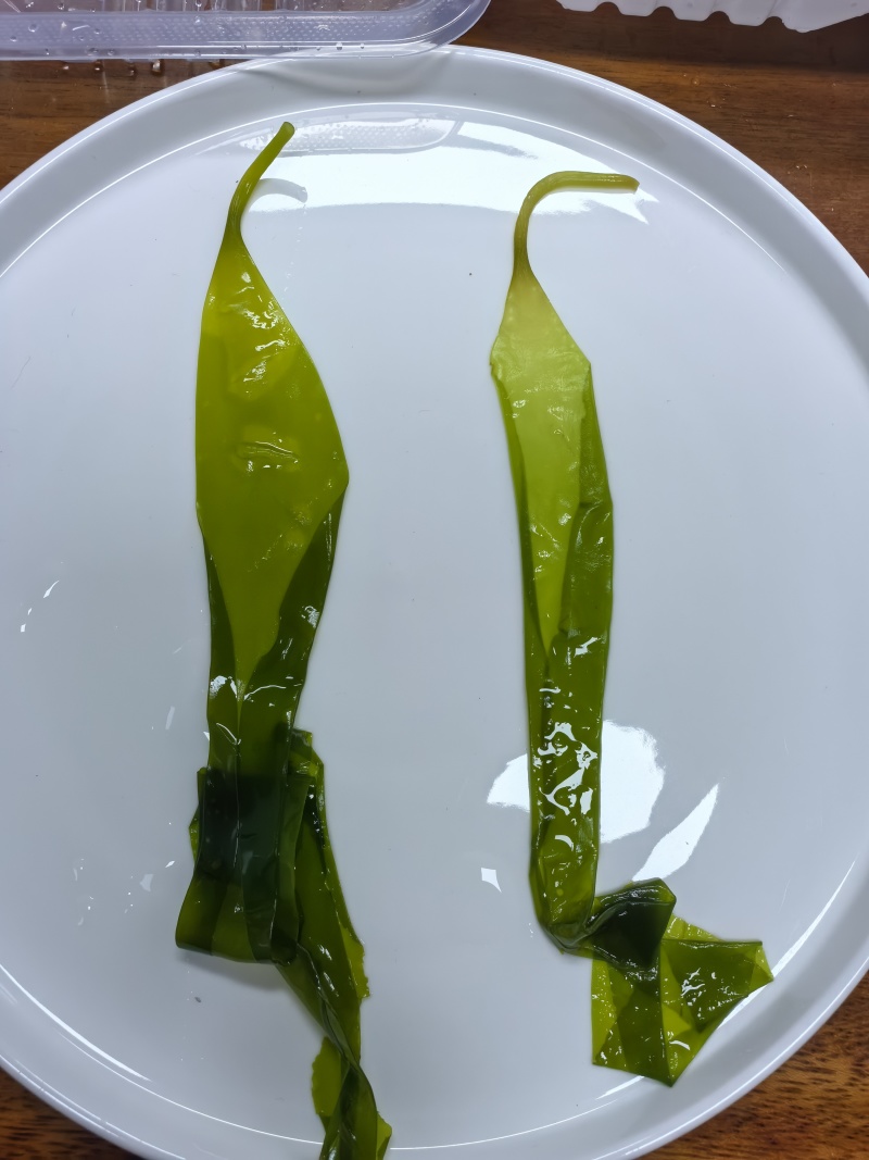 去根免泡洗霞浦鲜嫩速冻海带苗无泥无沙鲜嫩爽口夏天凉拌菜