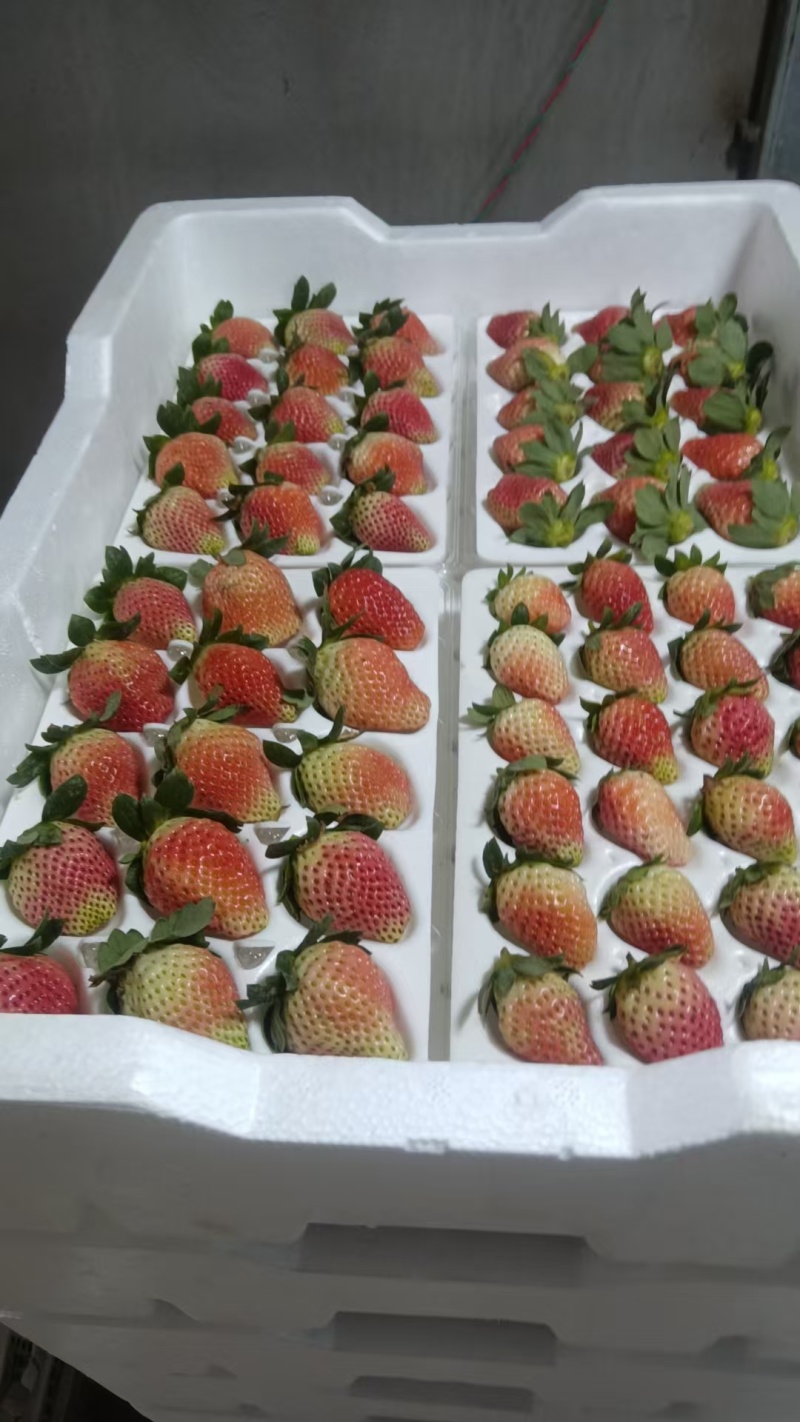 草莓