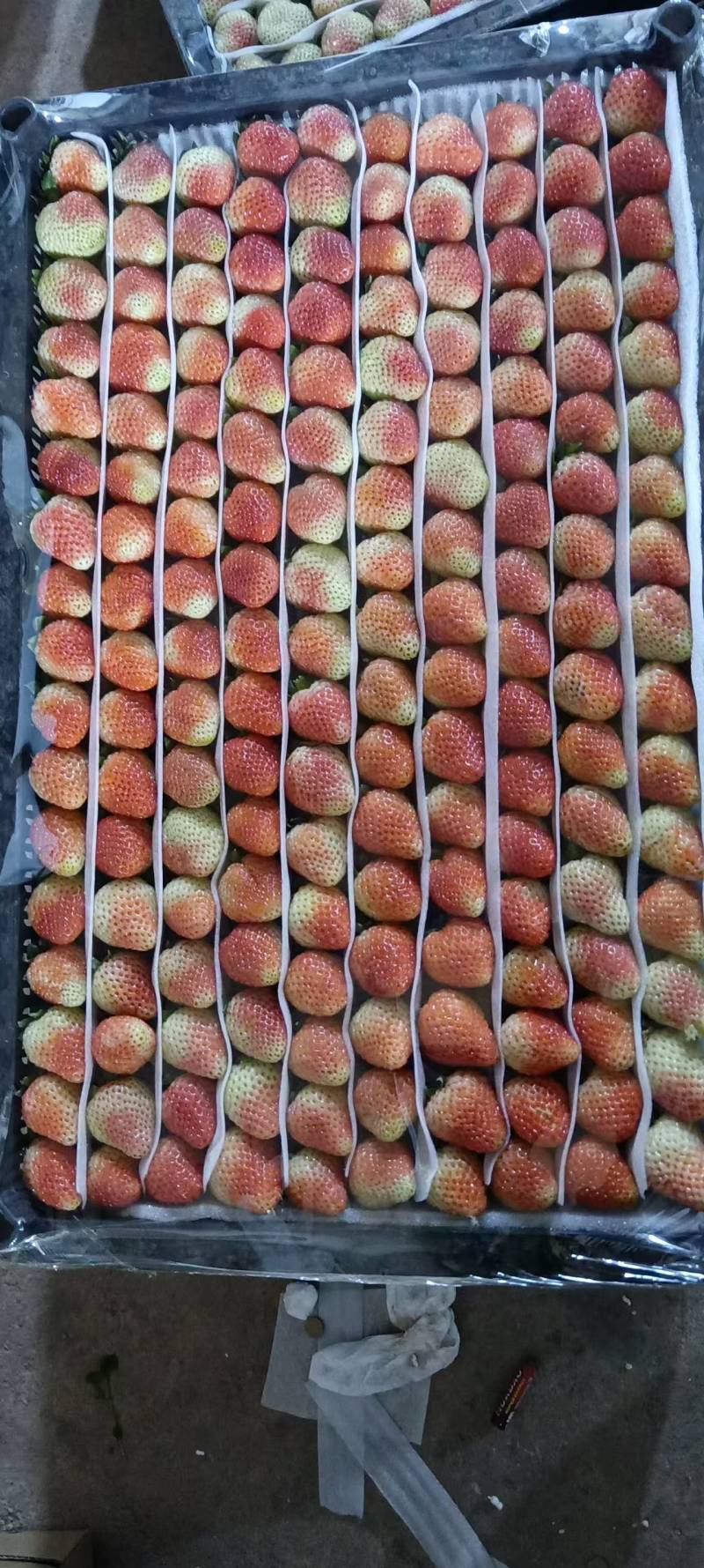 草莓