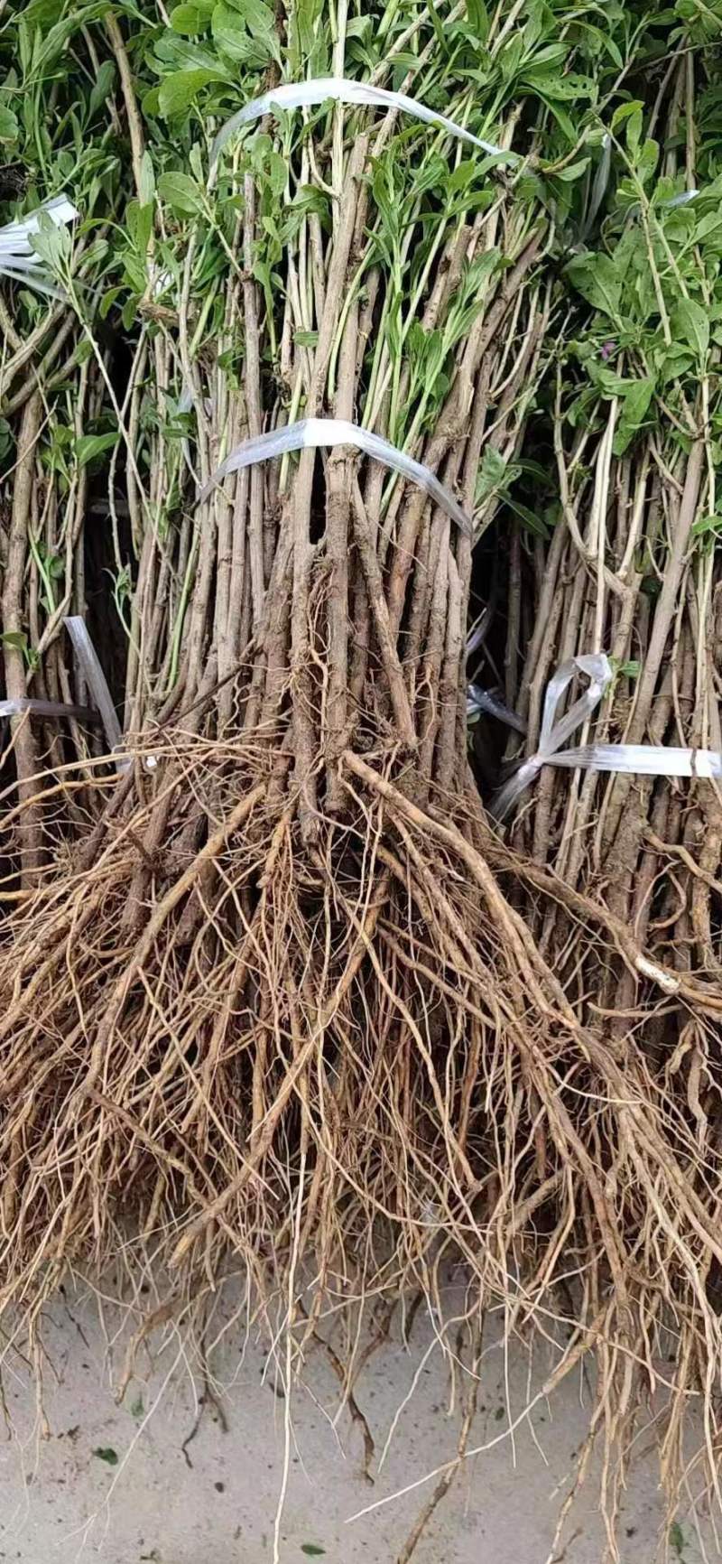 精品枸杞苗，产地直发货源充足，品质保证，可视频看货