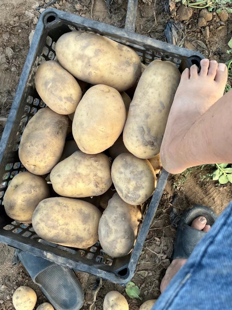【高人气】河南沃土土豆现挖现发干净杂质少表皮光滑无青头机