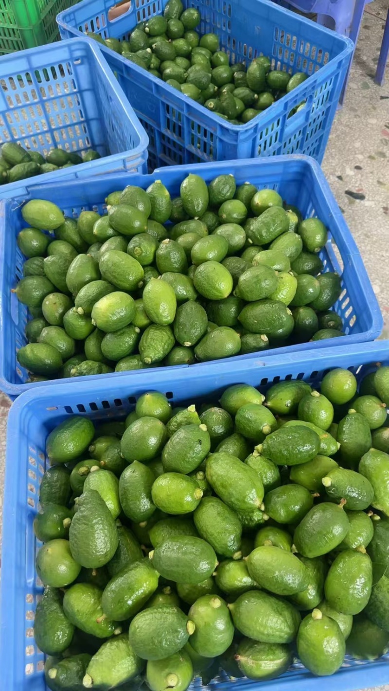 广东香水柠檬