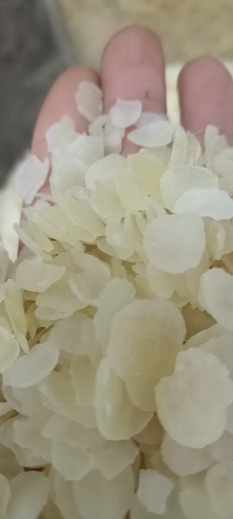 皂角米