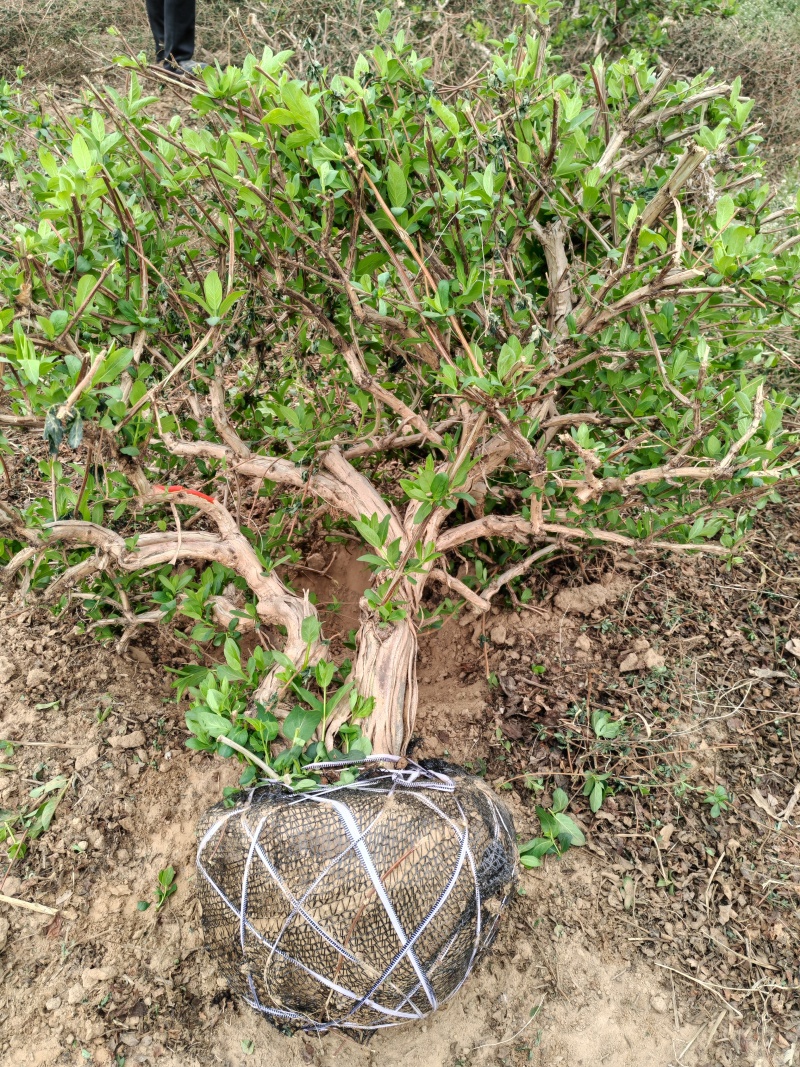 精品金银花苗，品质保证货源充足，十公分的金银花老桩树