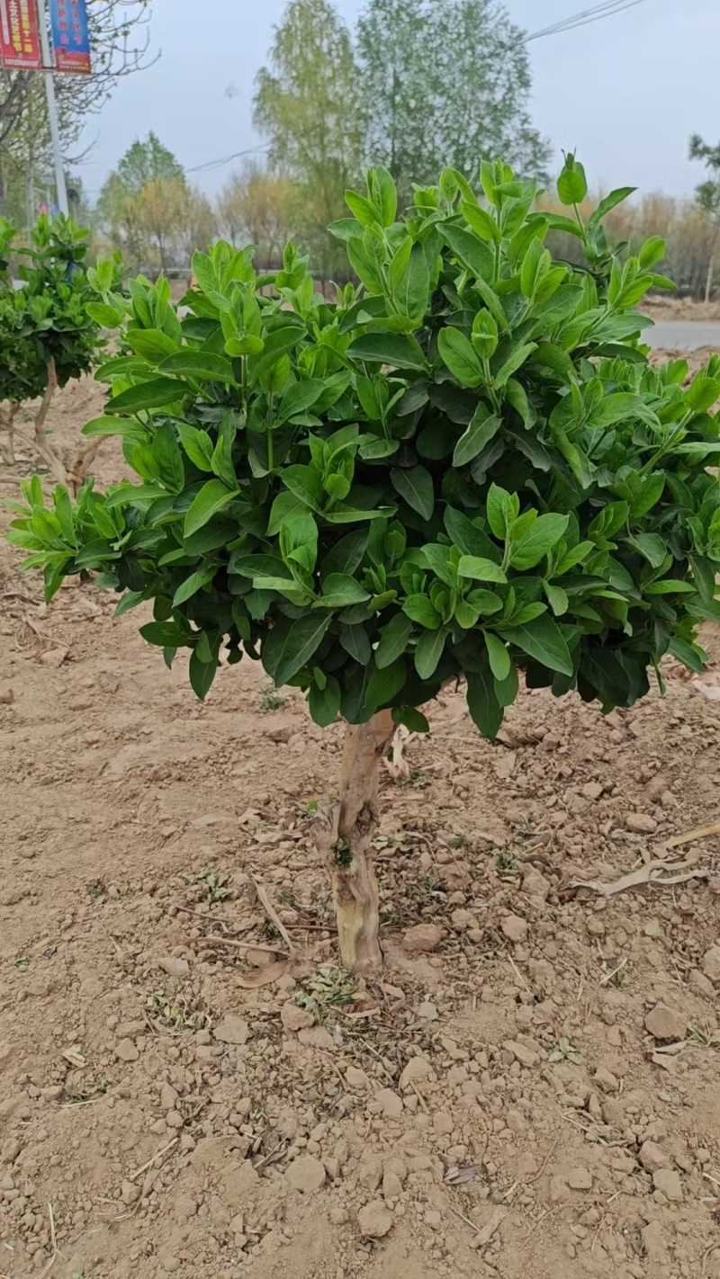 精品金银花苗，品质保证货源充足，十公分的金银花老桩树
