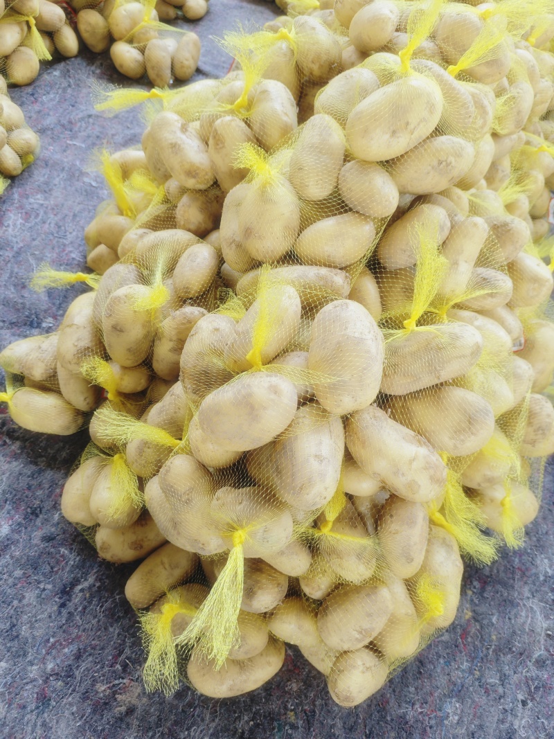 精品土豆黄皮黄心土豆红皮土豆专业出口