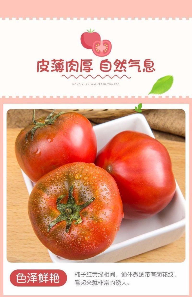 寿光源地山东省大红西红柿精品番茄货量充足世界各地
