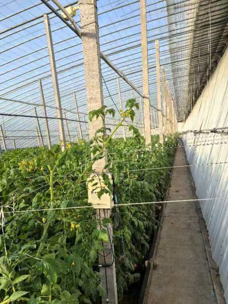 寿光源地山东省大红西红柿精品番茄货量充足世界各地