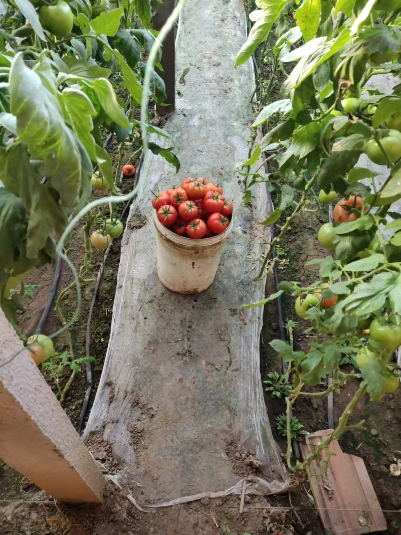 寿光源地山东省大红西红柿精品番茄货量充足世界各地