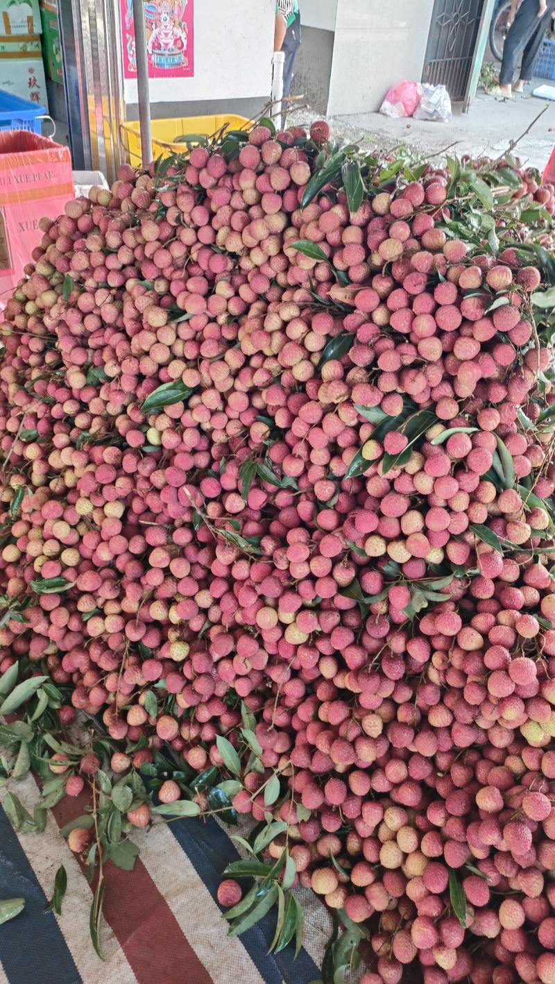 荔枝，所有品种都有，核小肉厚，汁多味好