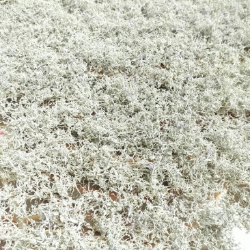 野生莓茶藤茶批发零售