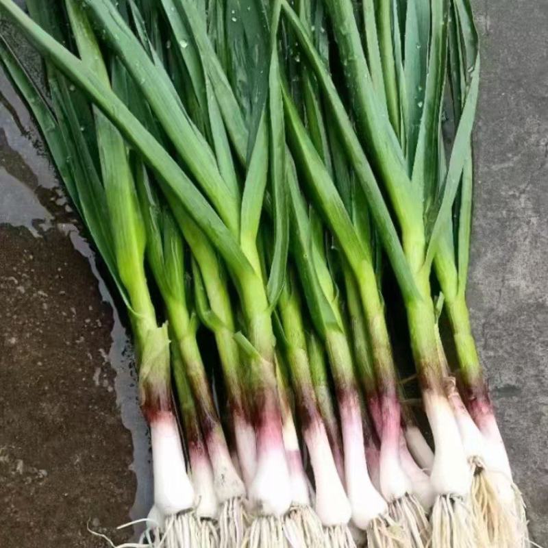 吉林一点红蒜苗，万亩基地大量上市，欢迎前来洽谈！