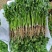 铁杆青香菜山东精品香菜芫荽对接全国市场