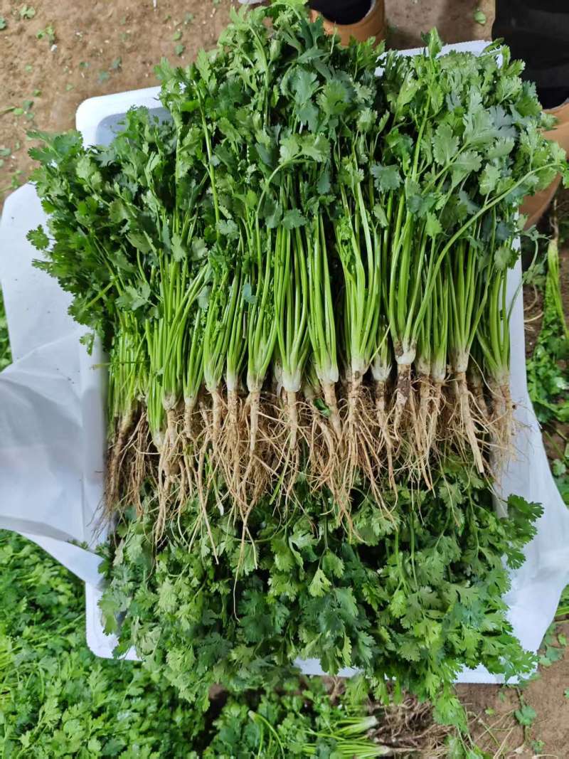 铁杆青香菜山东精品香菜芫荽对接全国市场