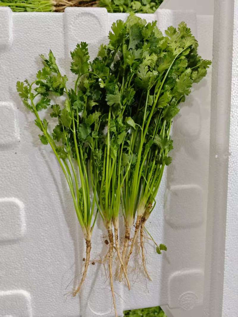 铁杆青香菜山东精品香菜芫荽对接全国市场