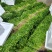 铁杆青香菜山东精品香菜芫荽对接全国市场