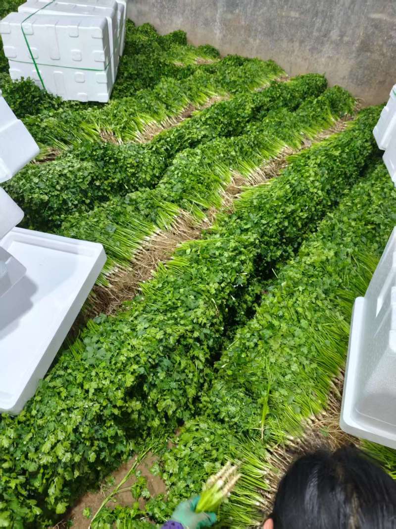 铁杆青香菜山东精品香菜芫荽对接全国市场