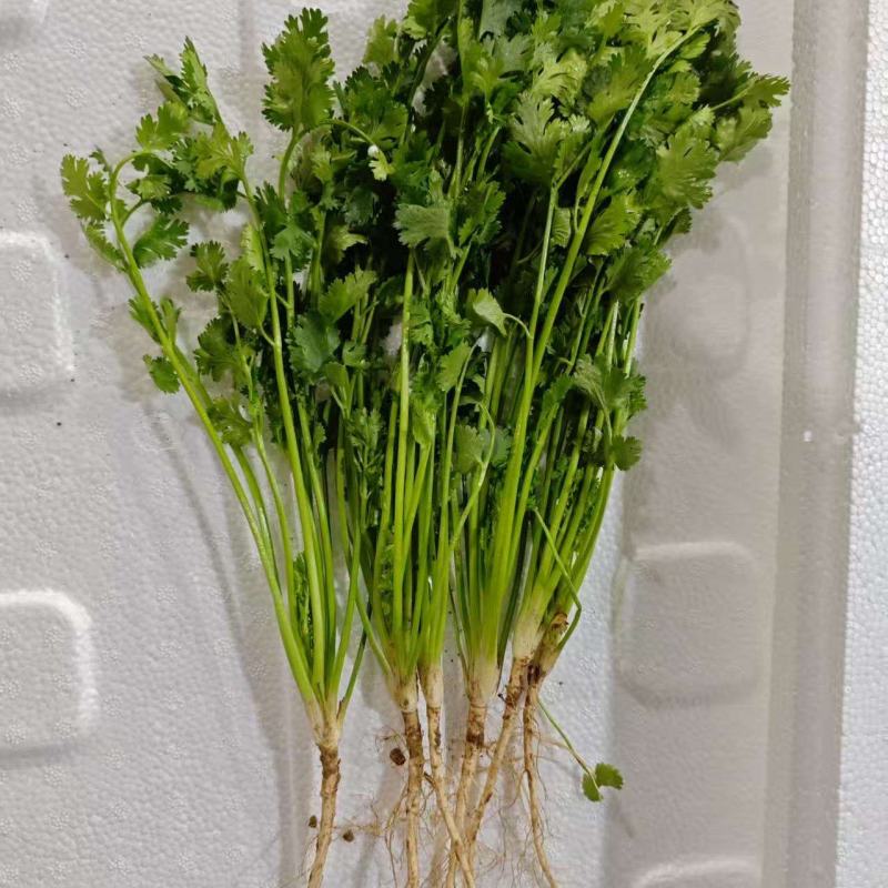铁杆青香菜山东精品香菜芫荽对接全国市场