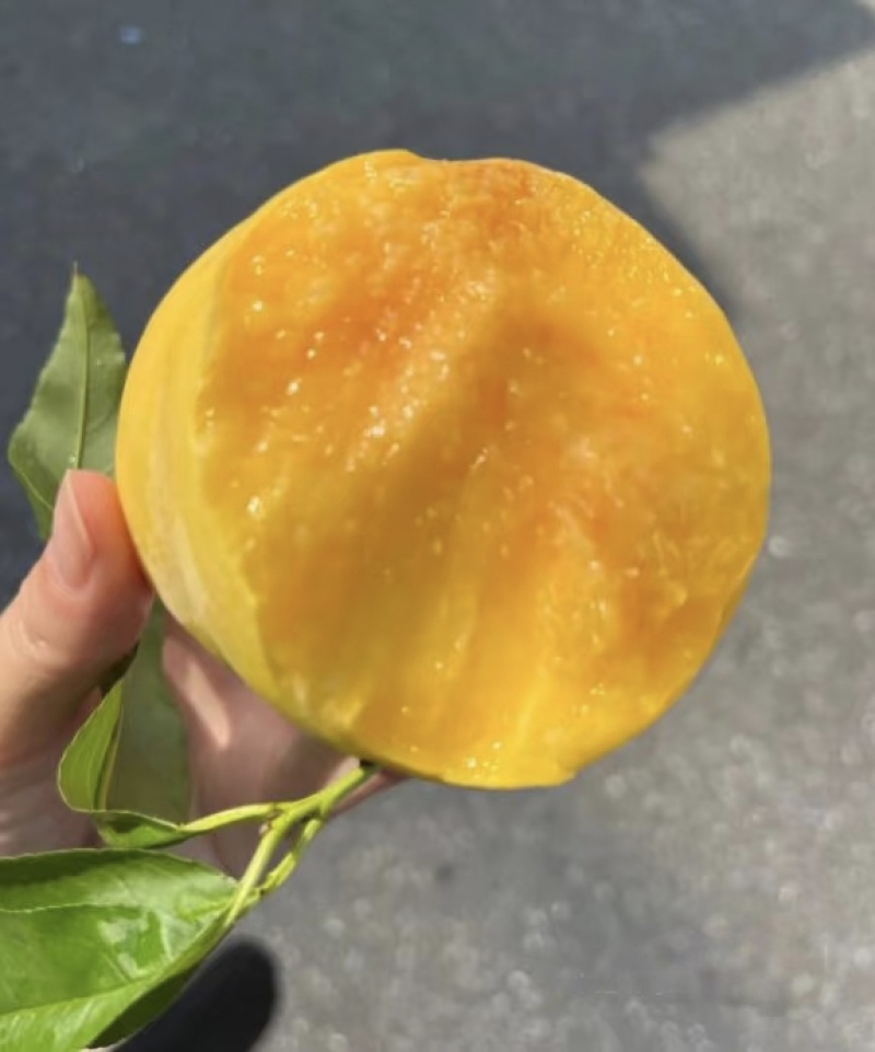 山东黄油桃/黄毛桃一件代发对接电商平台市场商超