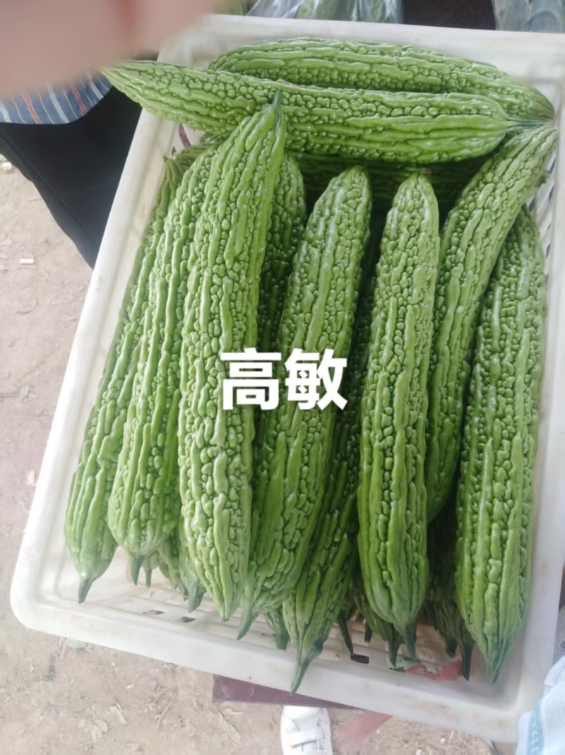 【实力推荐】河南焦作博爱苦瓜基地直销代发全国