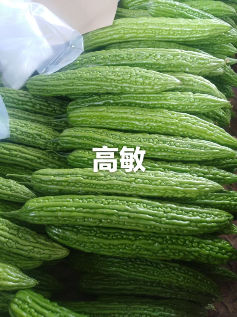 【实力推荐】河南焦作博爱苦瓜基地直销代发全国