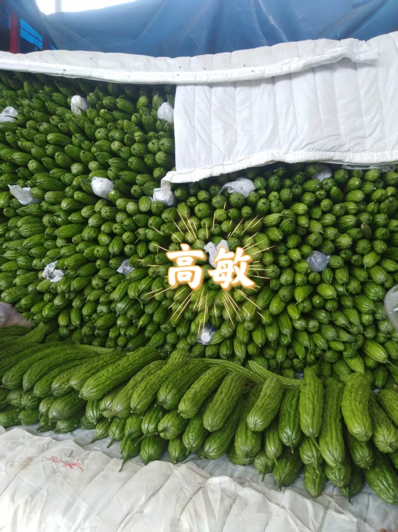 【实力推荐】河南焦作博爱苦瓜基地直销代发全国