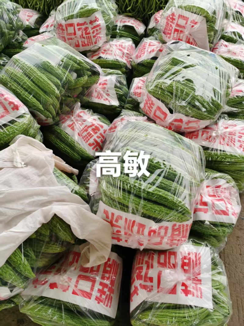 【实力推荐】河南焦作博爱苦瓜基地直销代发全国