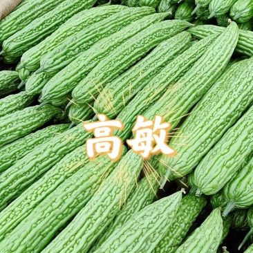 【实力推荐】河南焦作博爱苦瓜基地直销代发全国
