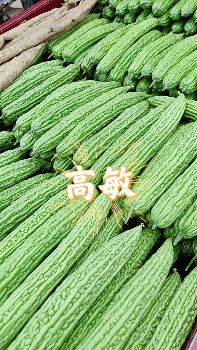 【实力推荐】河南焦作博爱苦瓜基地直销代发全国