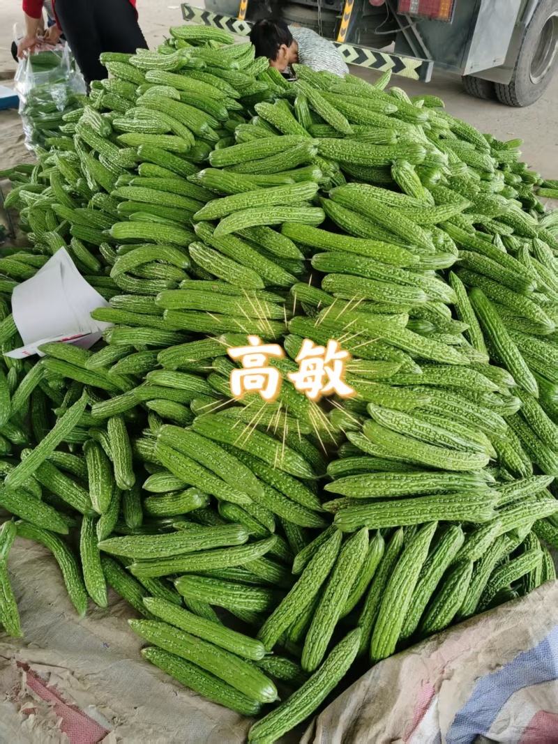 【实力推荐】河南焦作博爱苦瓜基地直销代发全国