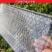 9寸机插育秧盘平盘软盘秧苗育苗盘透明加厚免揭插秧机盘秧盆
