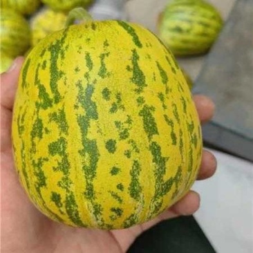 精品花宝甜瓜大量上市产地一手货源支持一件代发欢迎订购