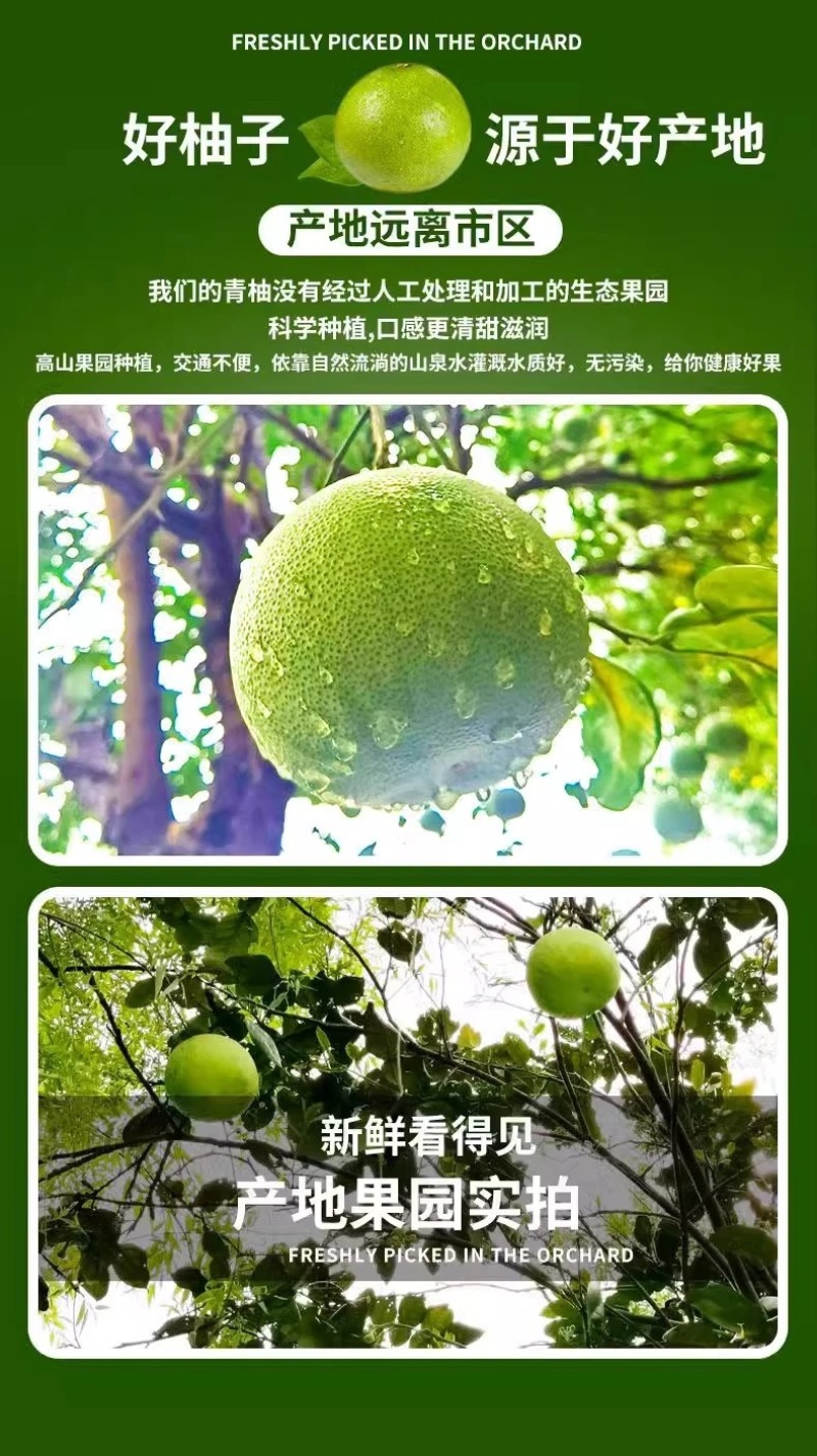 正宗麻麻柚白心蜜柚冰糖柚当季新鲜非福建沙田柚傣柚一件代发