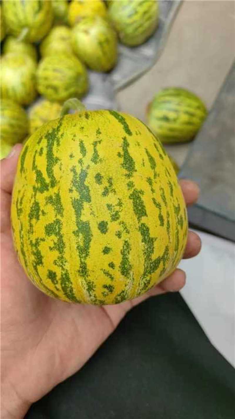 精品花宝甜瓜大量上市产地一手货源支持一件代发欢迎订购