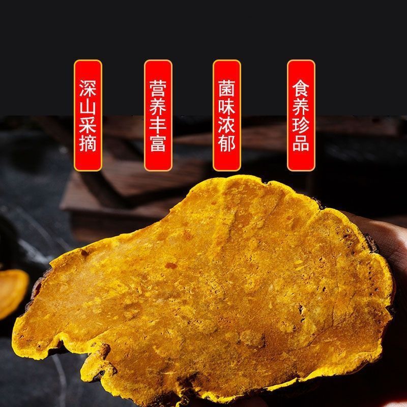 西藏野生桑黄正宗西藏桑树桑黄***金边桑黄长白山老偏方桑正品
