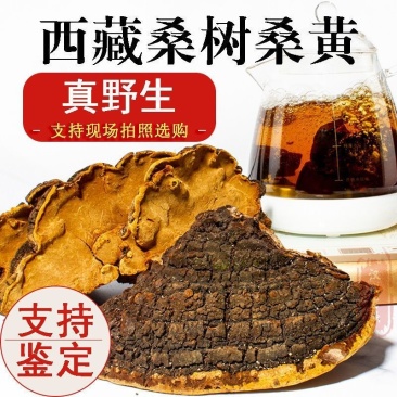 西藏野生桑黄正宗西藏桑树桑黄***金边桑黄长白山老偏方桑正品