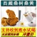 西藏野生桑黄正宗西藏桑树桑黄***金边桑黄长白山老偏方桑正品